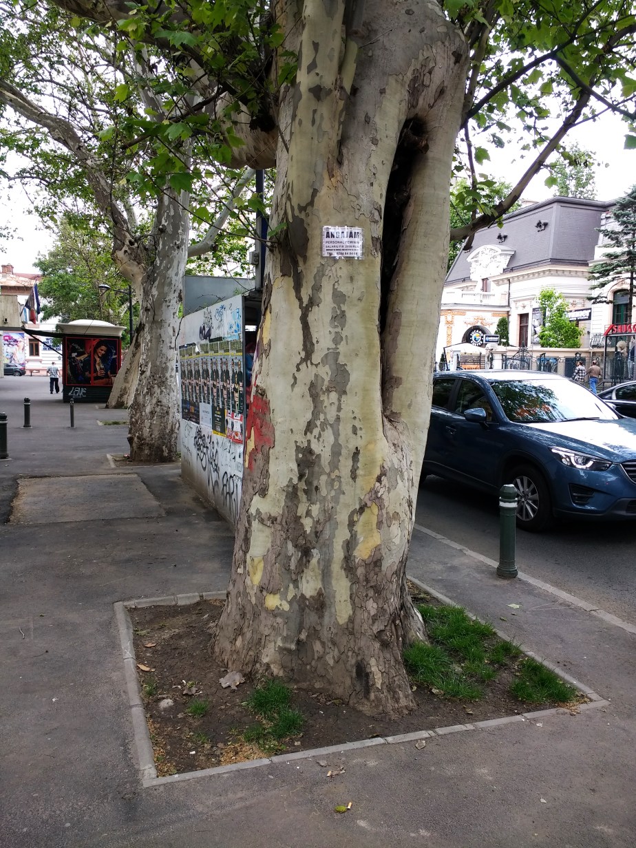 IMG_20170507_151757364